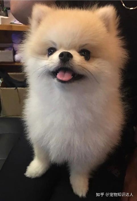 ① 什么都往它嘴里塞博美犬娇小可爱,但是在饲养的过程中,主人一定要