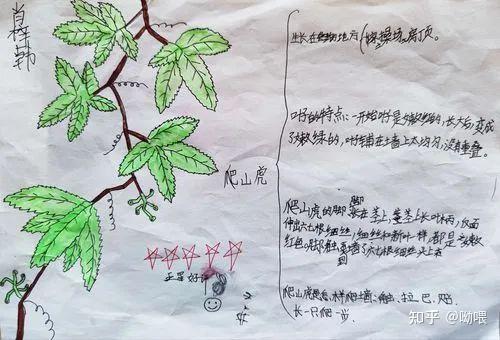 爬山虎的脚怎么画简单图片