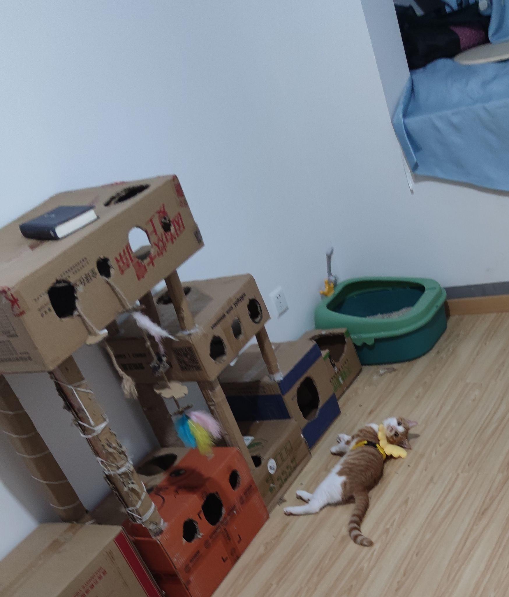 如何用废旧纸箱给猫做猫窝或者猫爬架? - 知乎