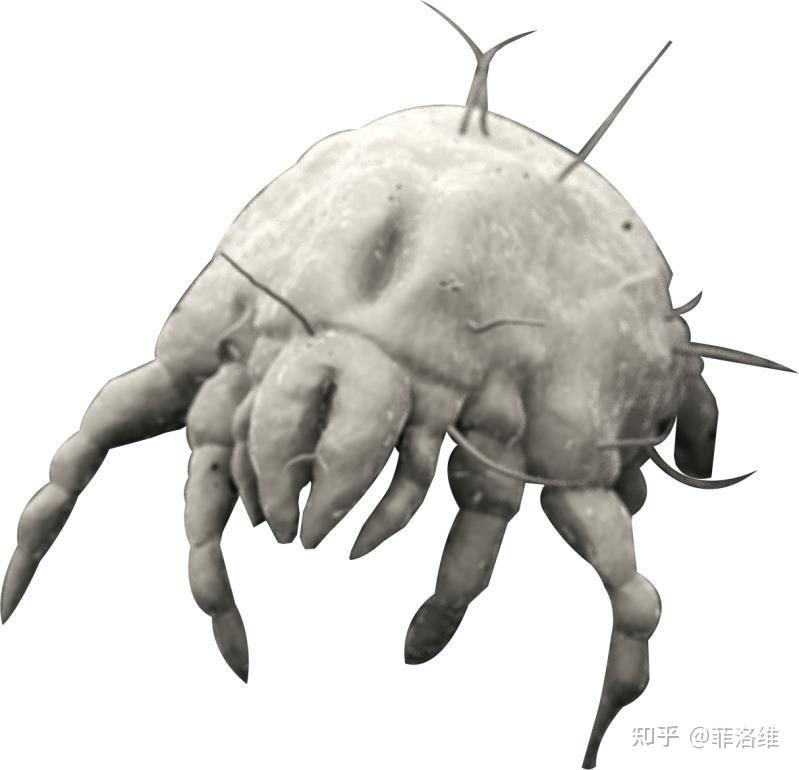 除螨~ - 知乎