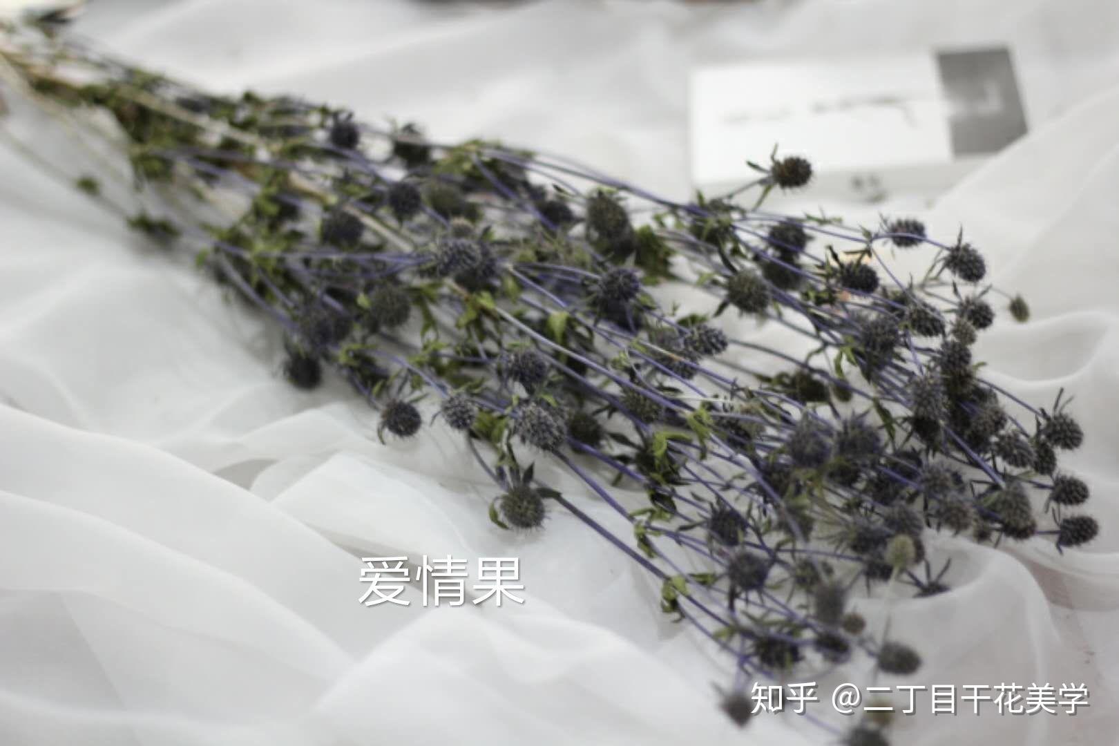 干花的花材认知自然系干花