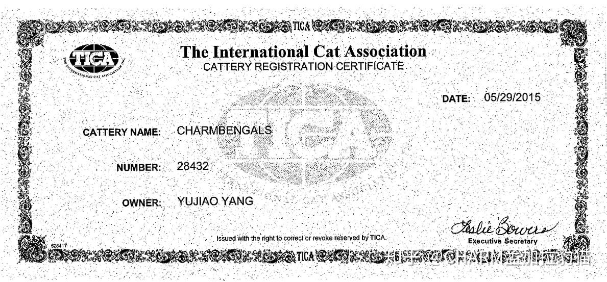 atterynamecharmbengals3孟加拉豹猫tica注册猫舍