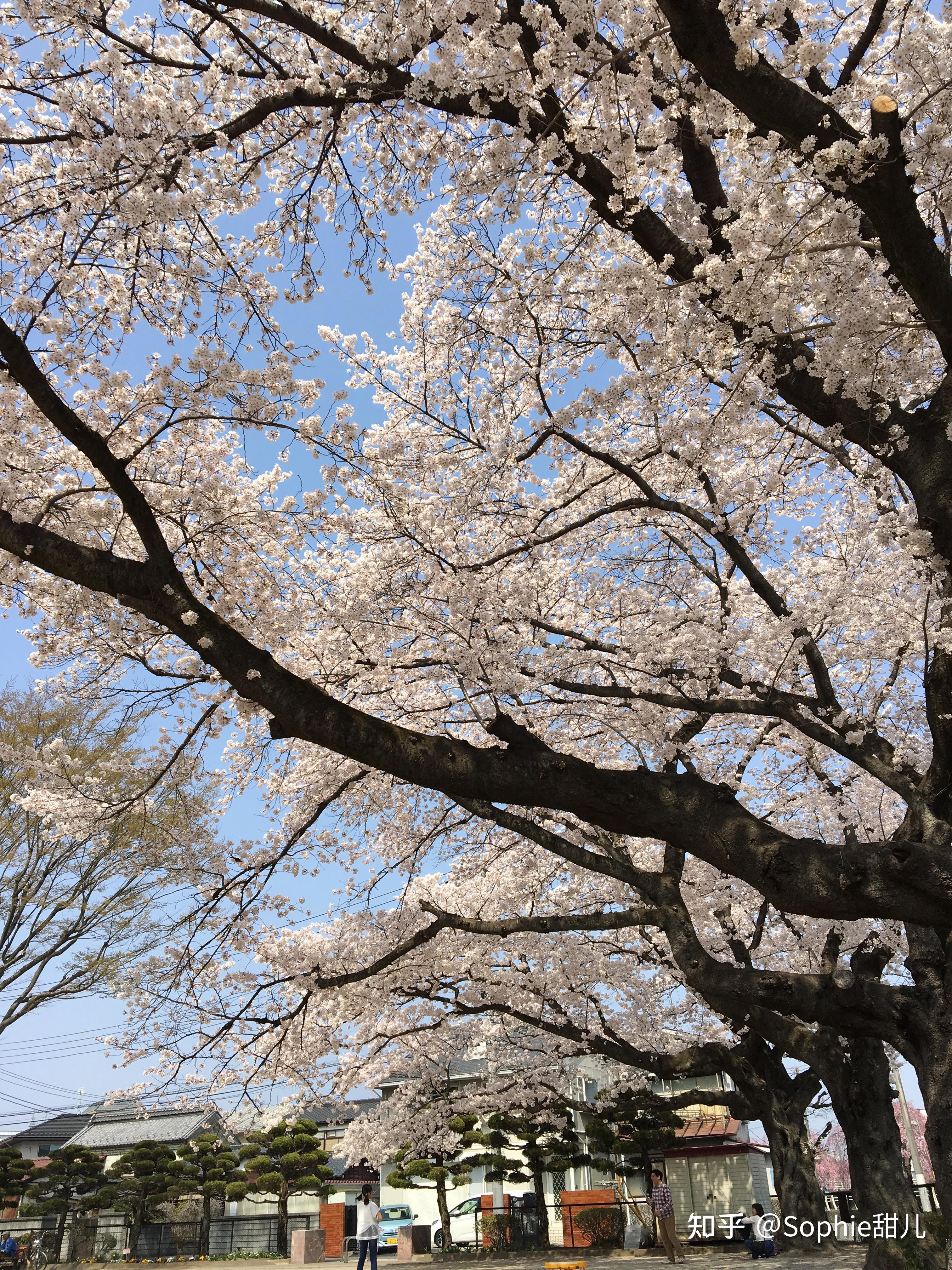四月是樱花的日常