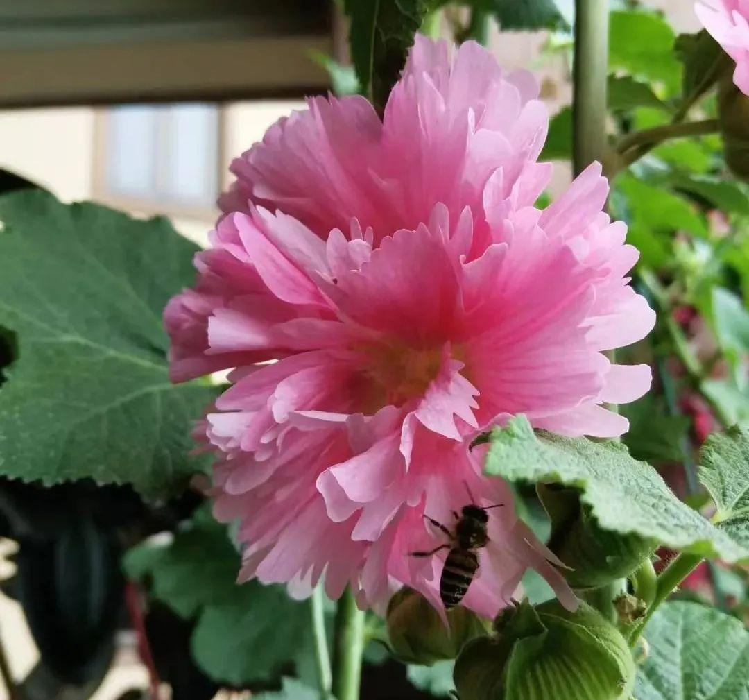 漂亮而易种的芙蓉花庭院盆栽这样养让人醉美