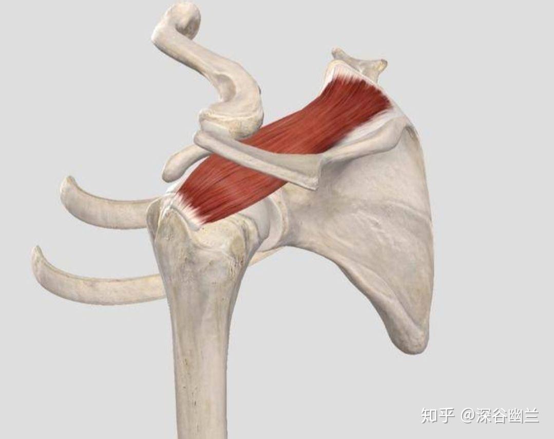 读书笔记冈上肌触发点