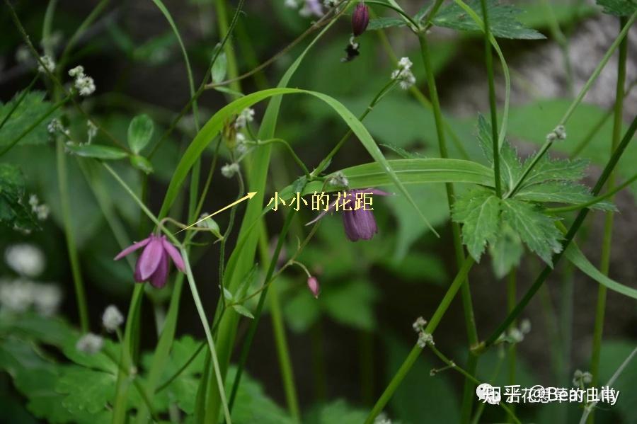 無距耬鬥菜|消失的花距 - 知乎