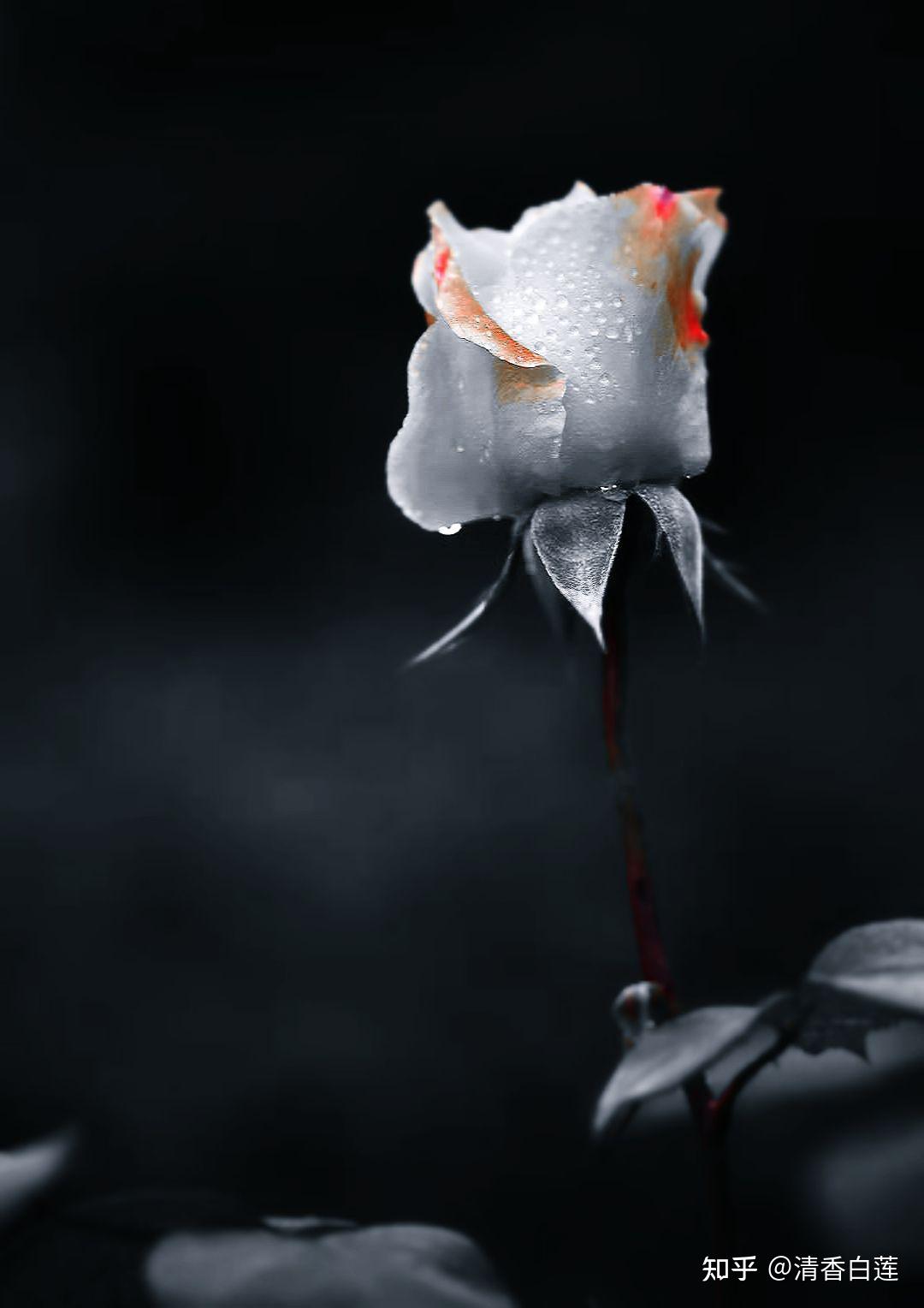 暗色系鲜花壁纸