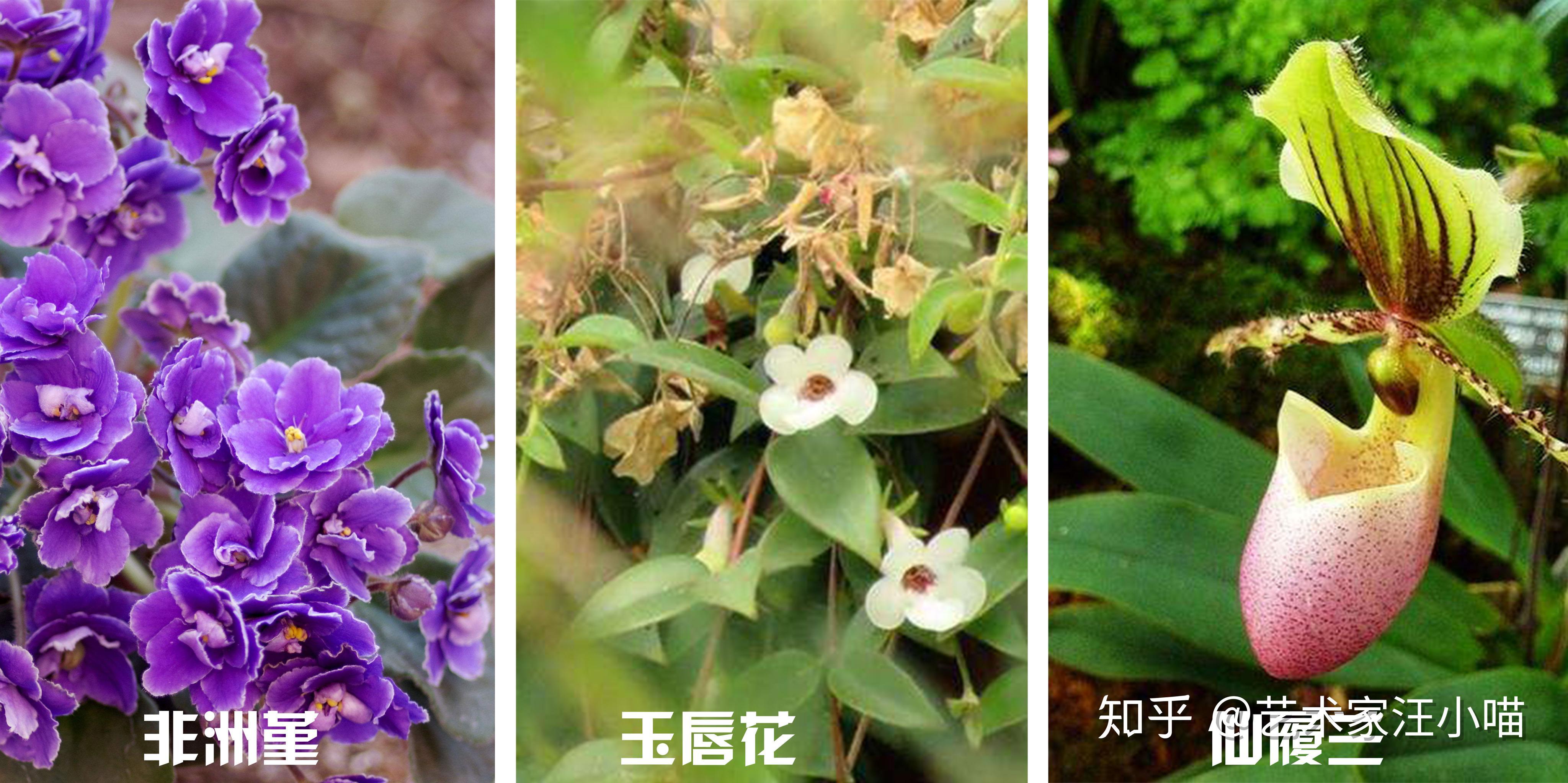 怎么种植物 v2-6bba7313b069fb936efab48471ddc249_r.jpg
