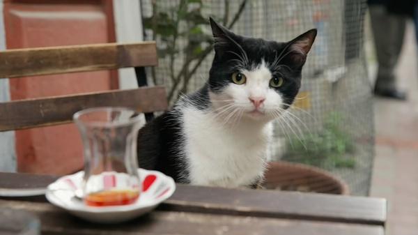 v2-6bbfdde51890a5903a006407c9ab8c4e_1440w.jpg?source=172ae18b