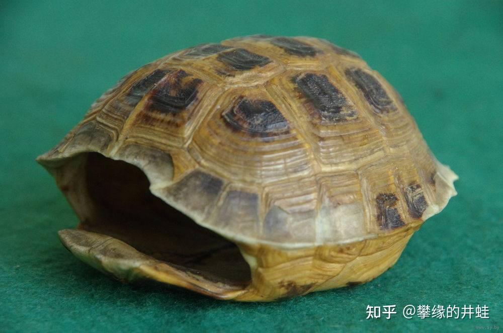 【地球演义】第二百七十七回 龟虽寿1:指破鼍龙壳 - 知乎