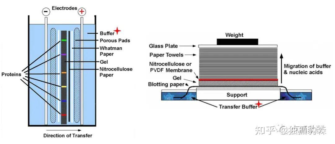 蛋白免疫印迹(westernblot-传统方法 知乎