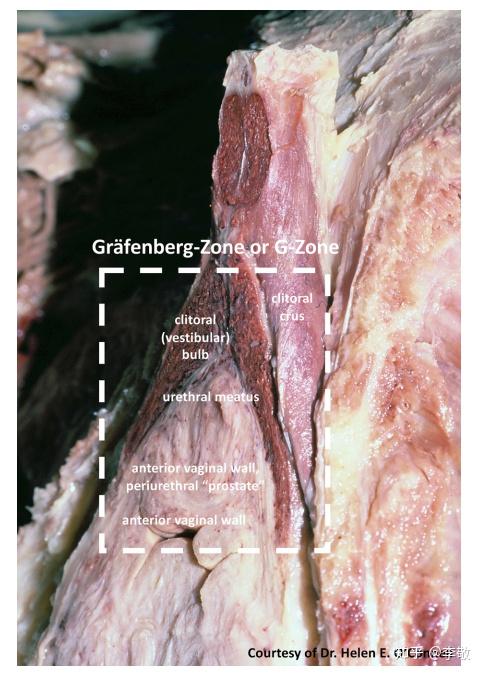 g点(g-spot)?可能是g区(g-zone)! - 知乎