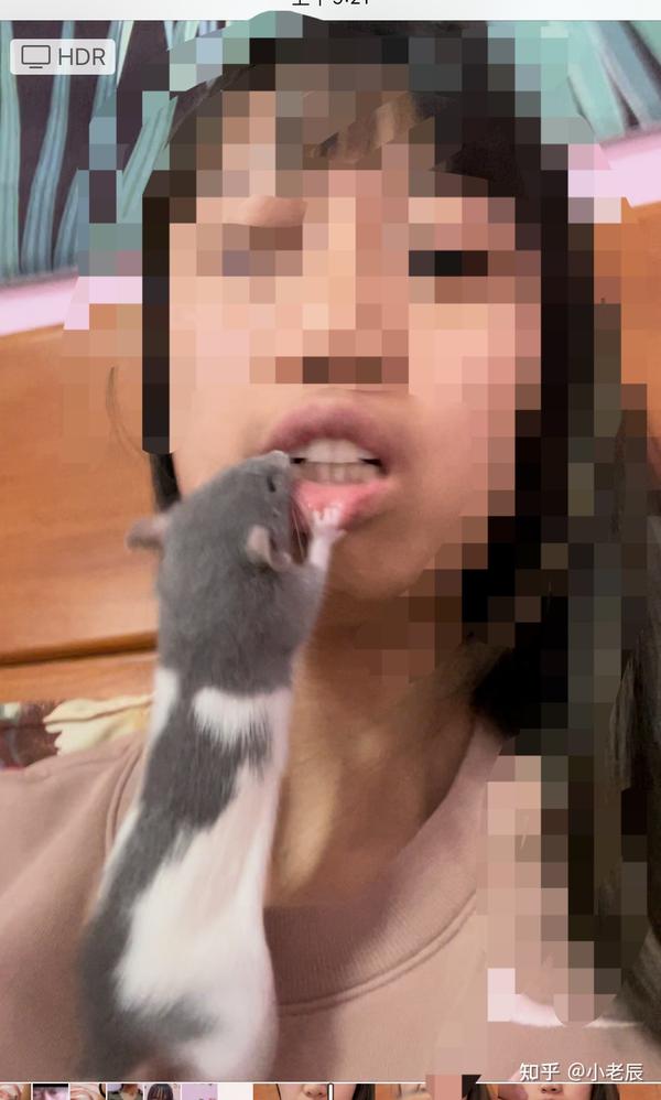 想要养花枝鼠的人想清楚 知乎