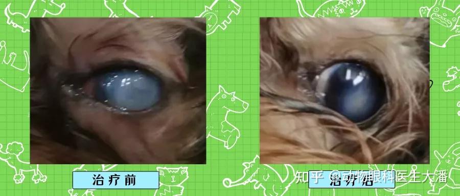 狗狗眼睛融化发白破损溃疡蓝眼病角膜溶解的治疗