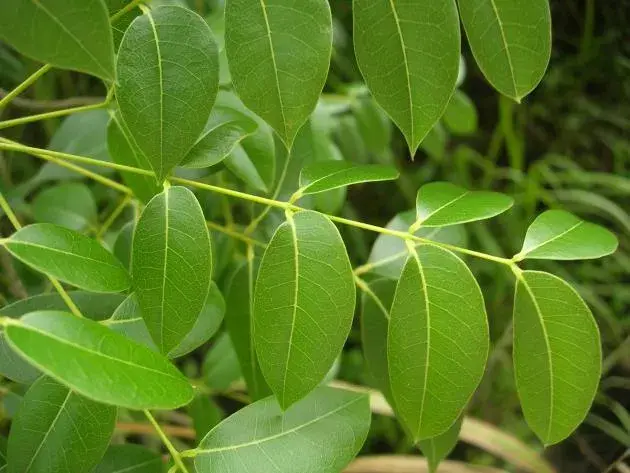庭院常用植物·乔木篇