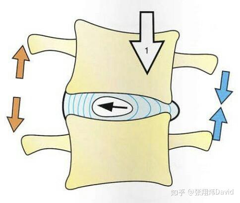 腰椎受力图解图片