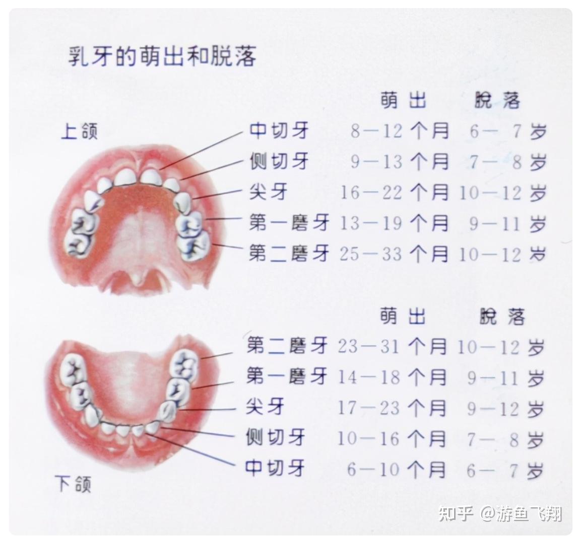图234 乳牙-人体解剖学标本-医学