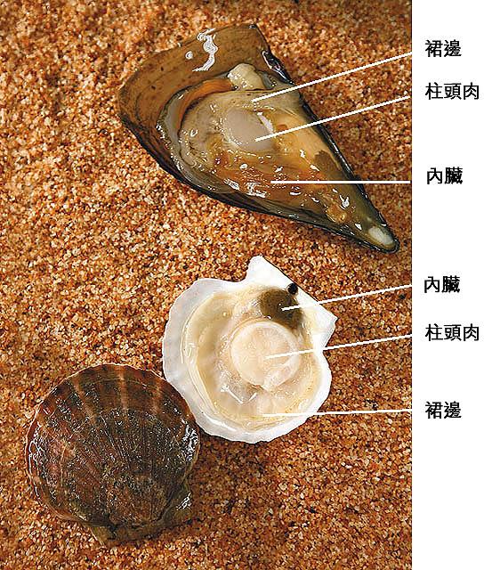 平贝和帆立贝这对莺蛤目的小伙伴同为重量级贝柱的提供者,很多日本人