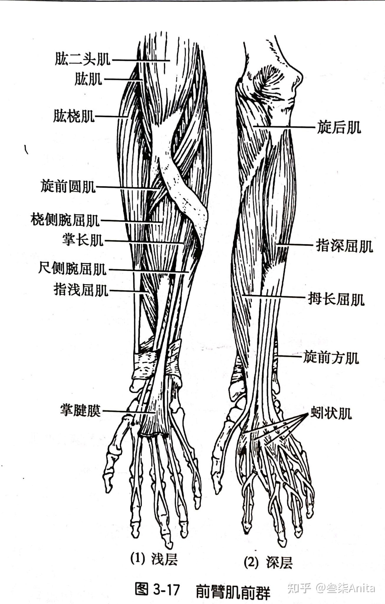 手肌手指的外展和內收髖肌髖關節外側肌群髖部腿部肌肉大腿內收肌下肢