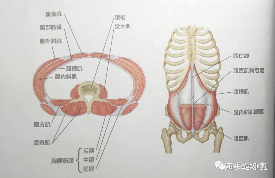 筋膜层解剖图图片