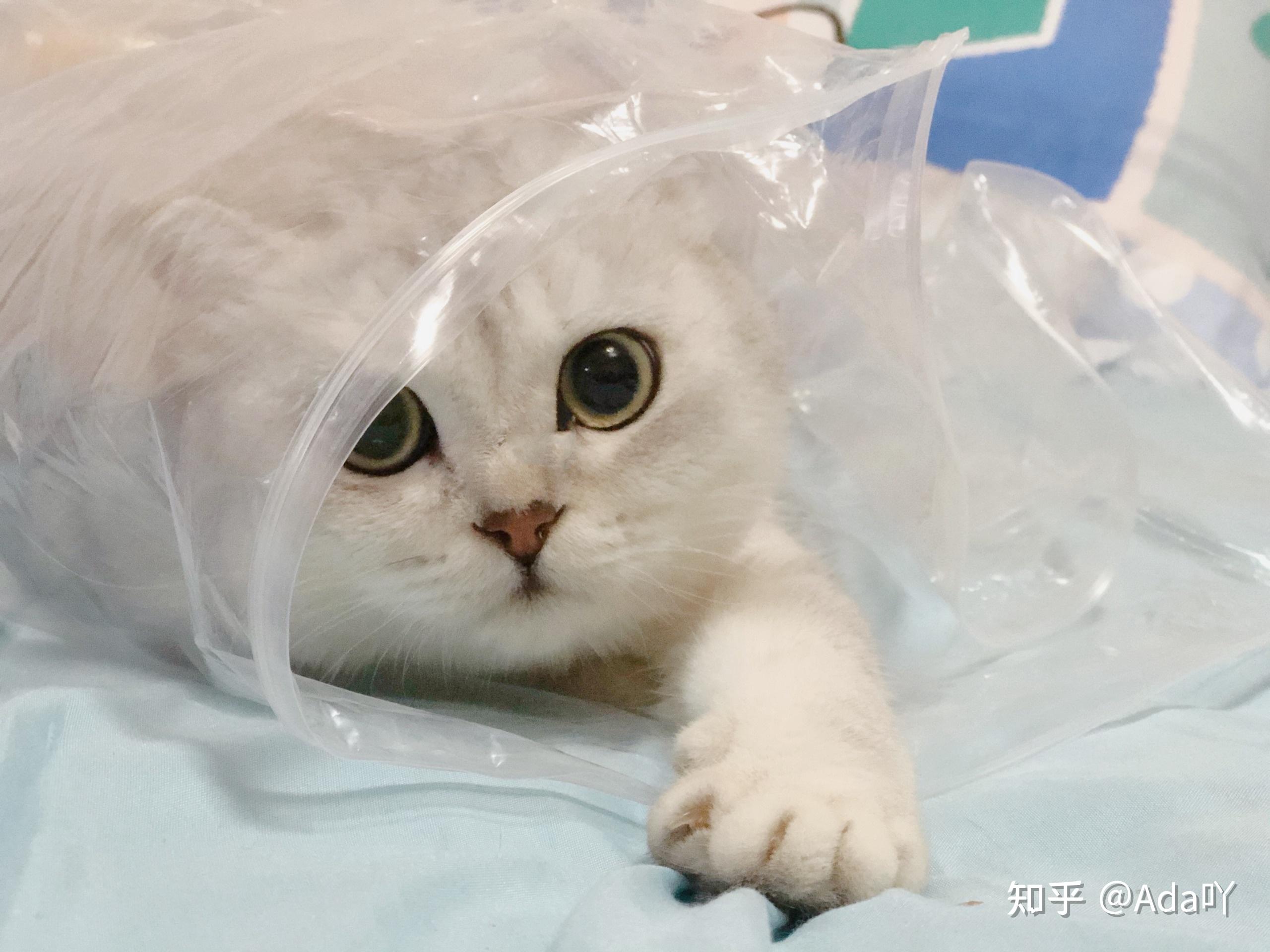 银渐层宝宝一个月19天啦