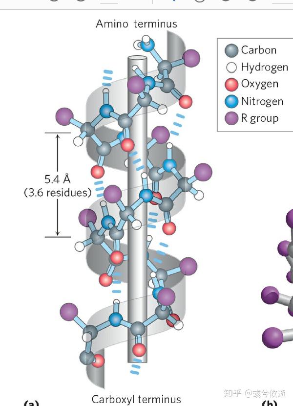 hydrophobic amino acids in alpha helix hydrophobic amino acids in alpha helix