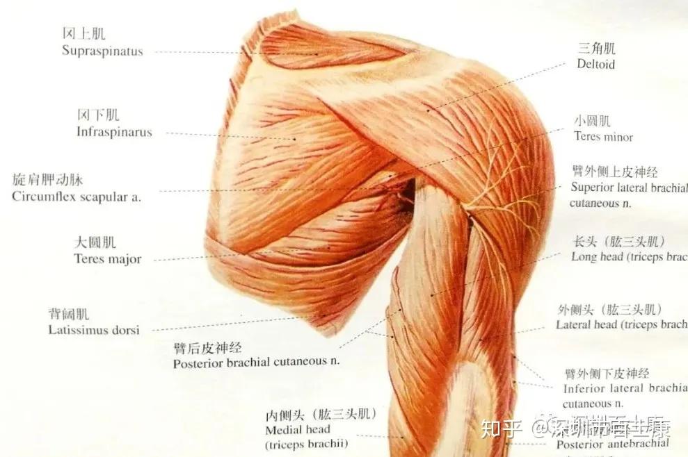 臂内侧肌间隔解剖图图片