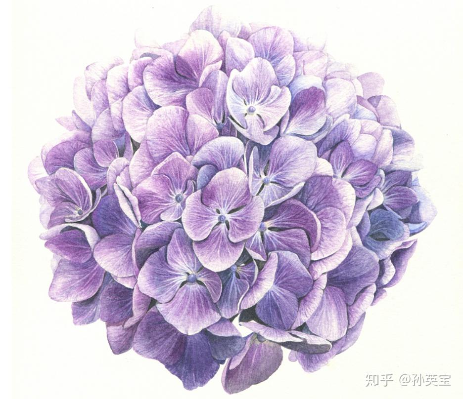 植物科学绘画之花序的绘画方法 - 知乎