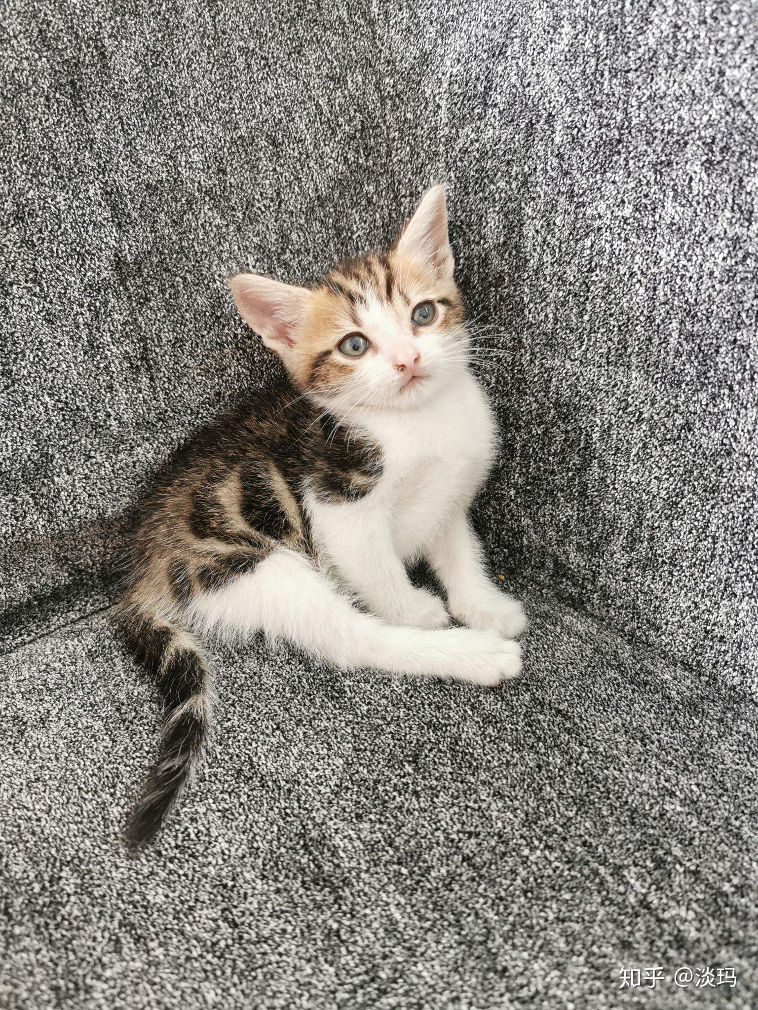 我的小三花它叫萌萌哒