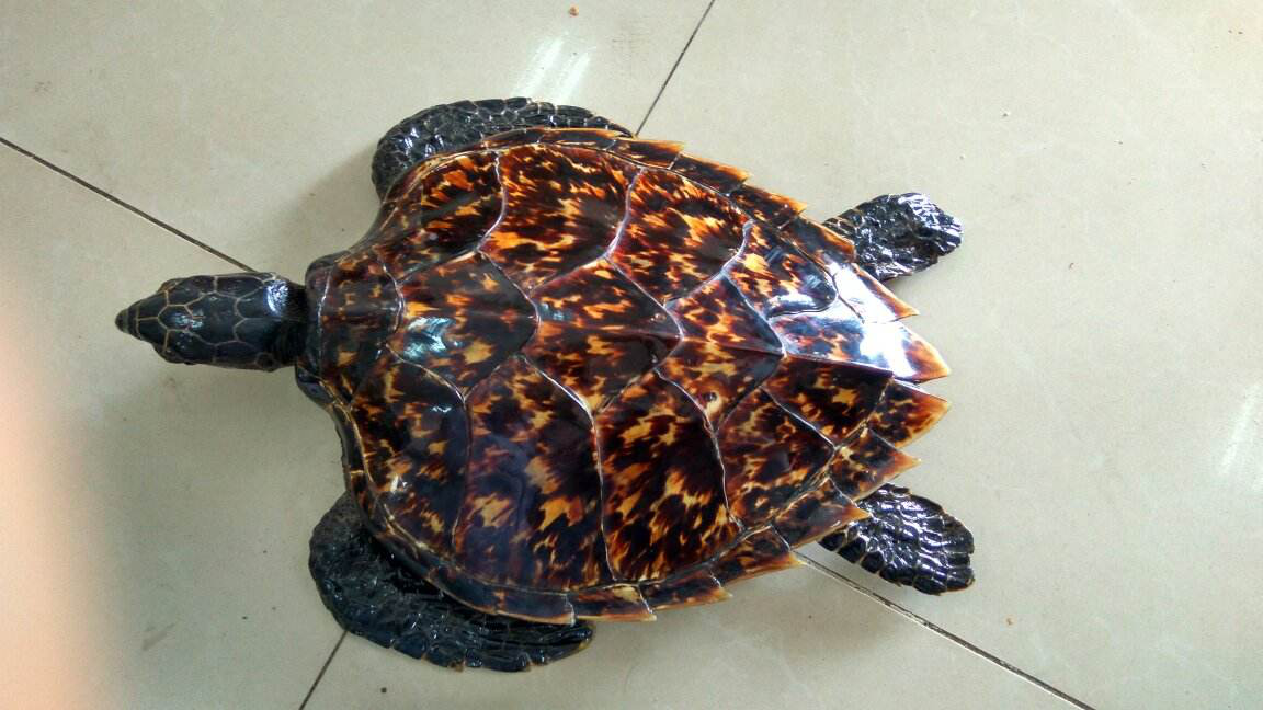 玳瑁又称鳌,长寿龟,是一种野生的海洋动物,属于海龟科.