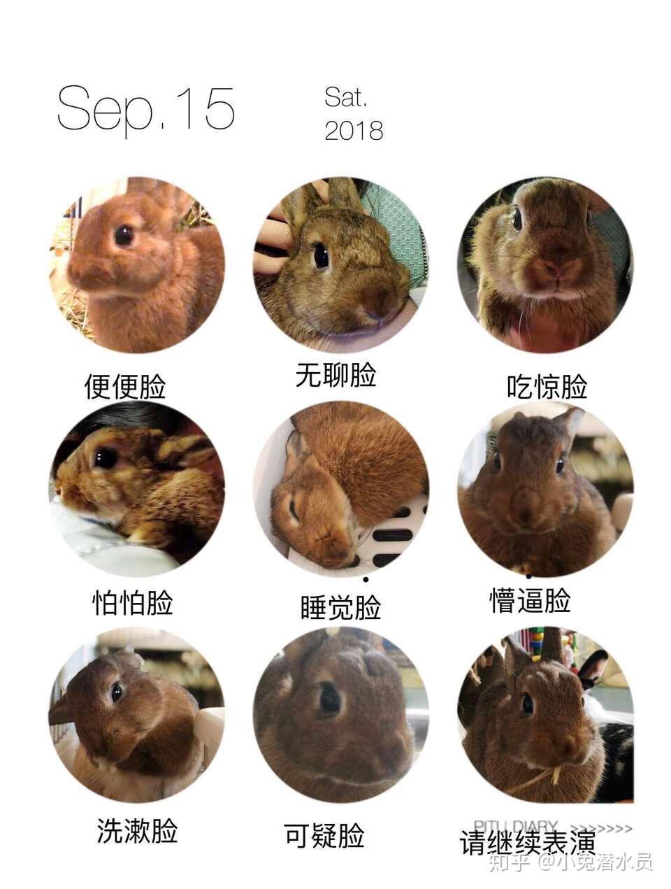 新手饲养兔兔速成班