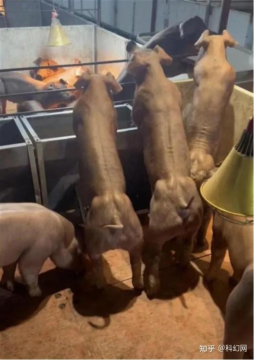 猪都开始健身了?其实大白猪都比你瘦 - 知乎