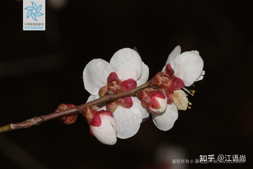粗茶淡饭山家清供14梅花汤饼