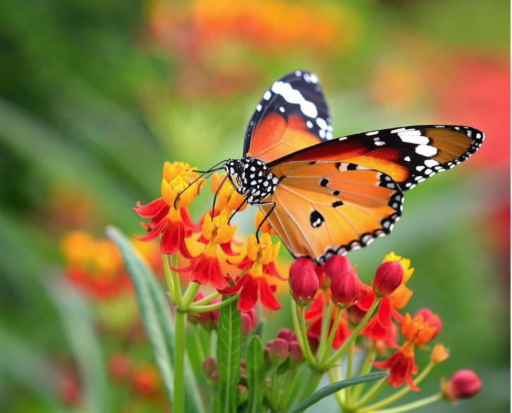 世人惊艳于蝴蝶翩翩起舞