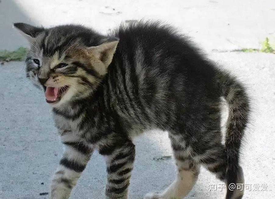 猫弓背山墙图片