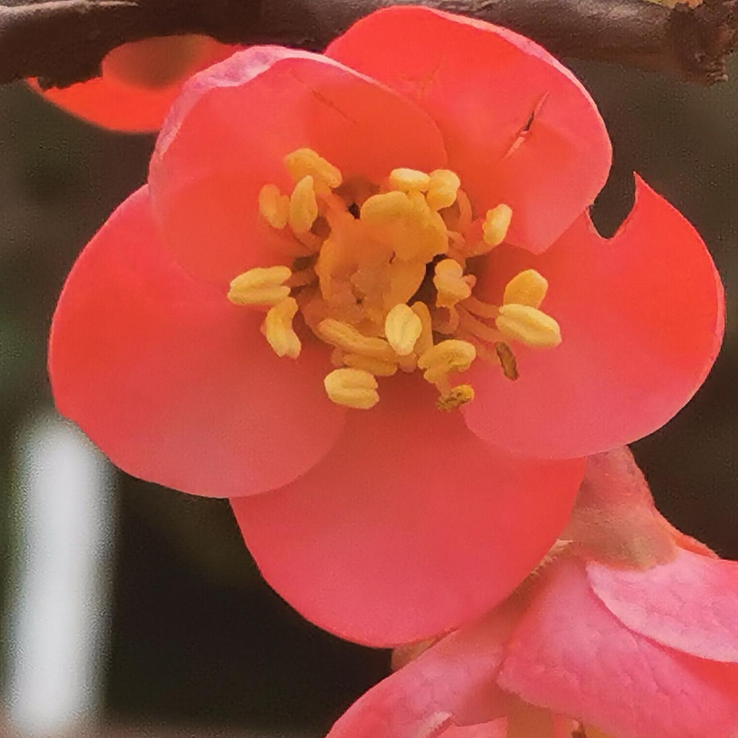 花开有时