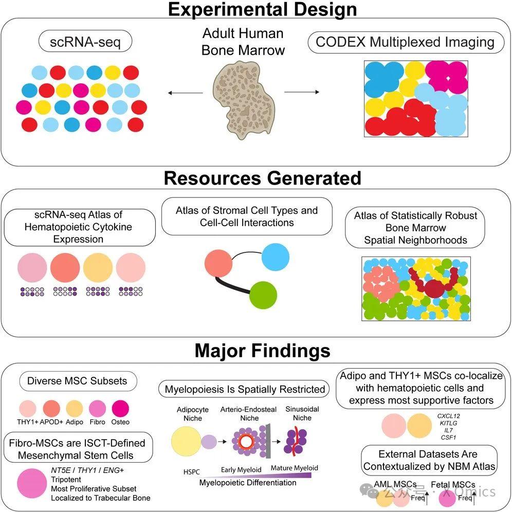 cell|费城儿童医院谭凯联合宾夕法尼亚大学秦聆团队发布人类骨髓多组