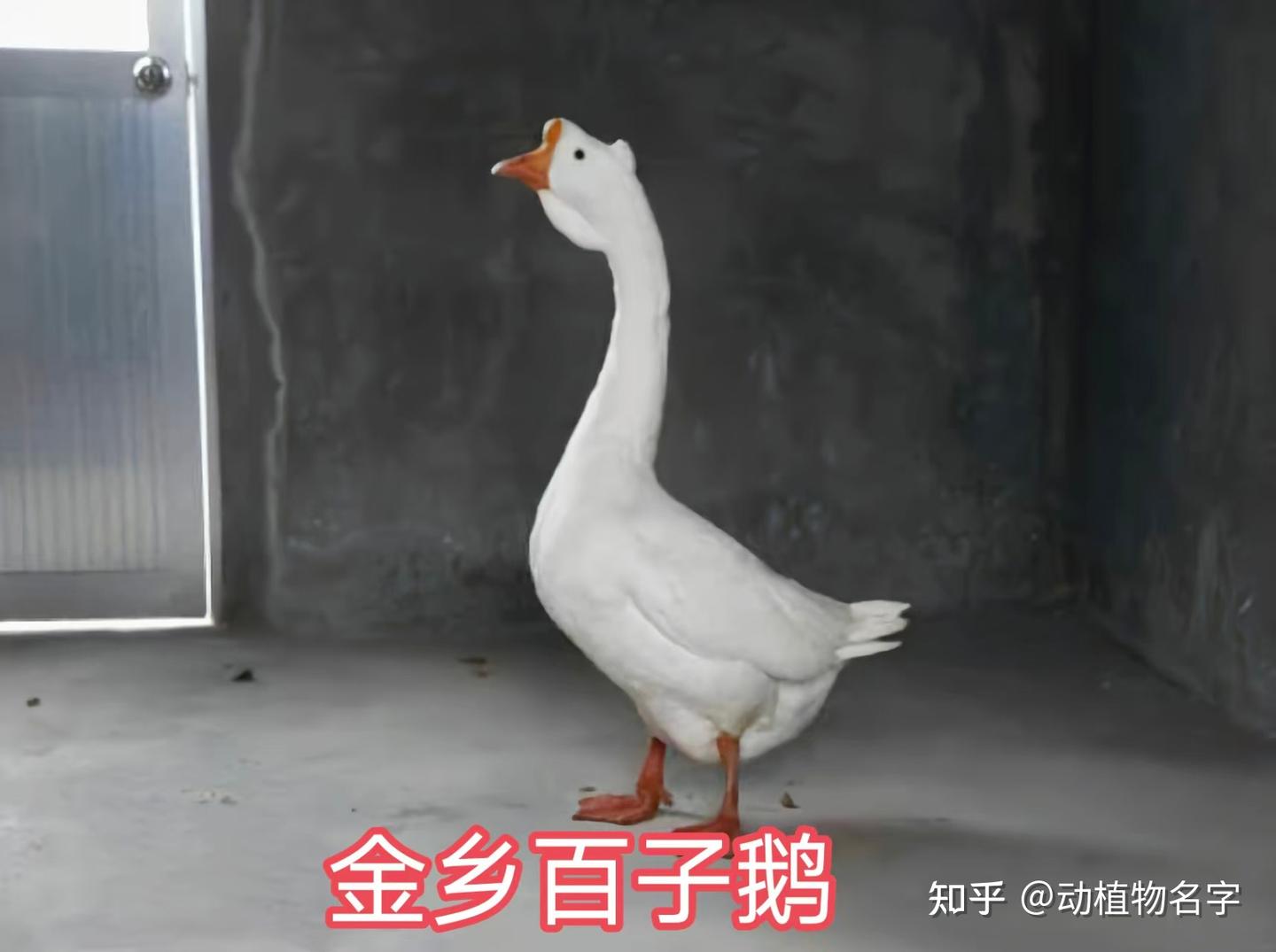 72图带您走进家鹅的世界 - 知乎