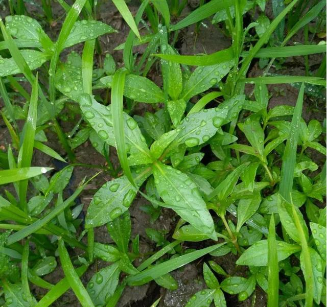 多采用煎洗的方法,即将止血草采摘清洗后切碎放入锅中煮沸,记住要盖上