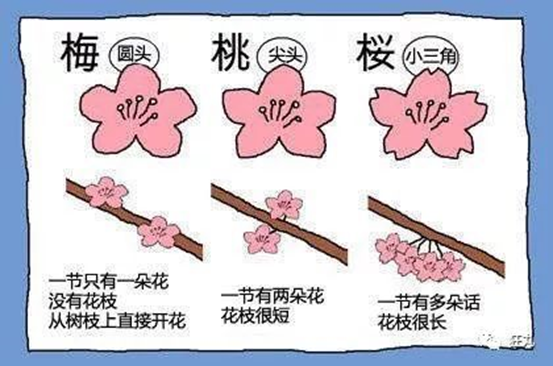那些长得很像的花应该如何分辨