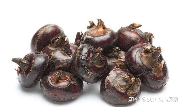 【植物学】植物营养器官的变态知识点总结 - 知乎