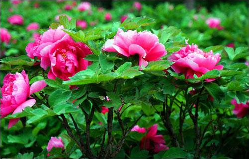 牡丹花叶子枯萎了,怎么办?