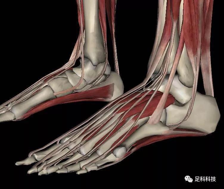 脚的肌肉解剖图图片