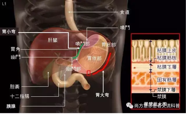 胃窦在胃的什么位置图图片