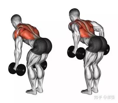 最全的背部训练动作集合 - 知乎