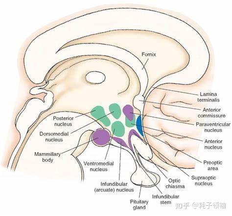情绪为什么会影响身体脏器呢? 3 v2 6c6d516137c8a1479dd99171ad5d4513 720w