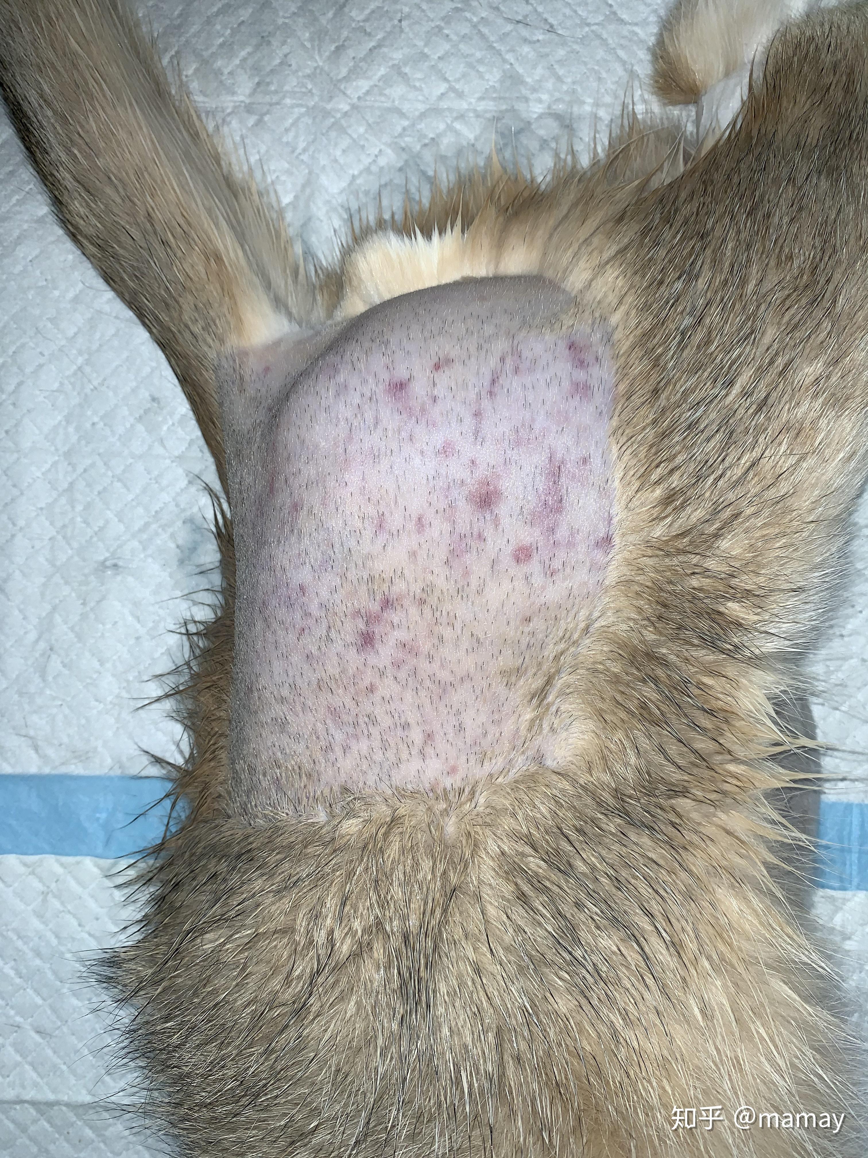 我家猫得了急性白血病血小板为0