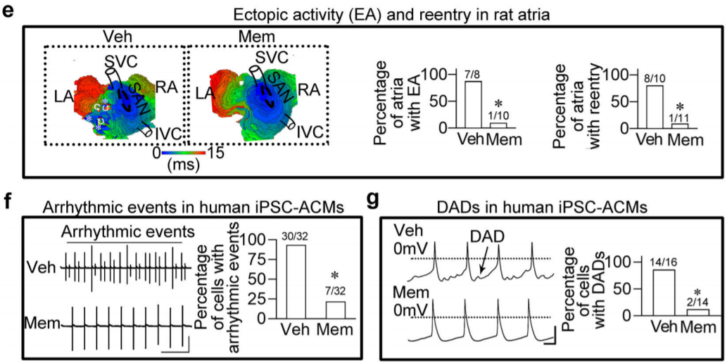CD(IF=38)| 再取进展!同济大学团队发现治疗心房颤动的潜在药物 - 知乎