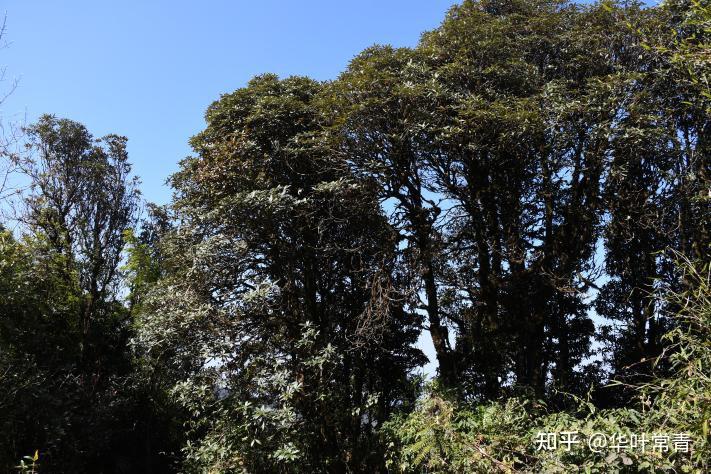 植物的害羞与礼让——高黎贡山高山杜鹃奇特的树冠羞避现象