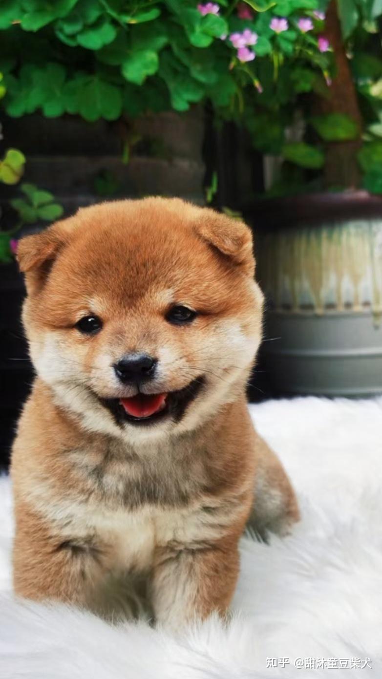 春夏换季柴犬感冒肠胃健康皮肤病要注意